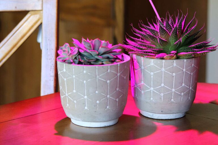 Can a Desk Lamp Grow Plants