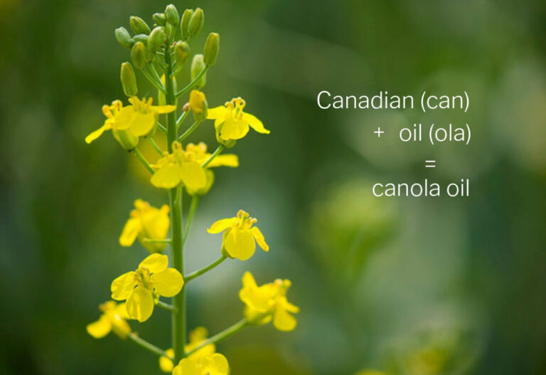 Can You Use Canola Oil in an Oil Lamp
