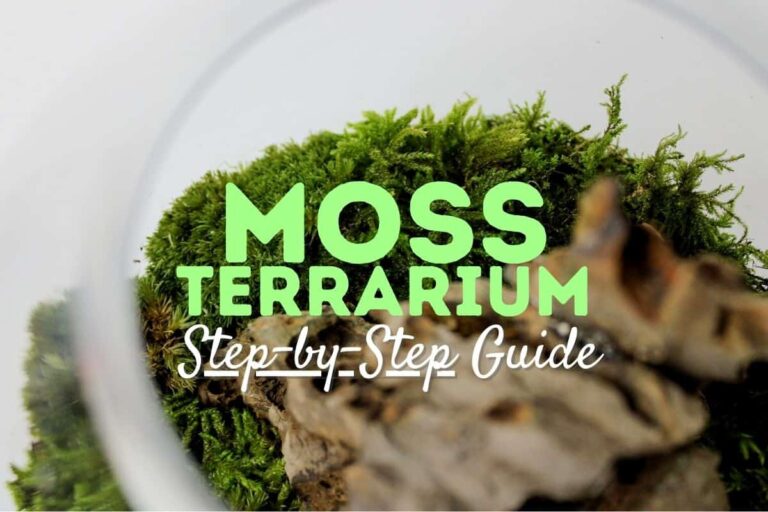 How to Attach Heat Lamp to Terrarium