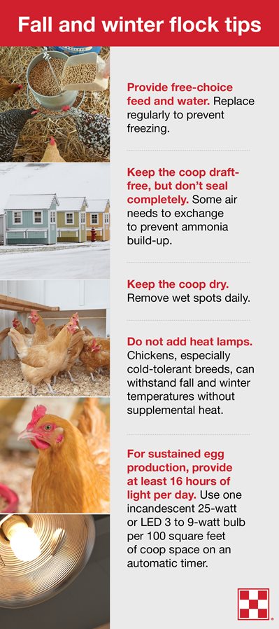 How to Keep an Egg Warm Without a Heat Lamp