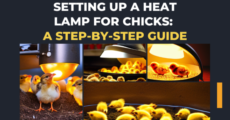 How to Set Up a Heat Lamp
