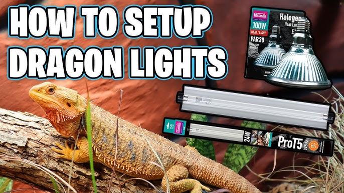How to Set Up Heat Lamps for Bearded Dragon