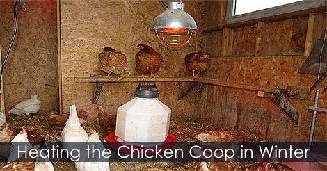 How to Install a Heat Lamp in a Chicken Coop