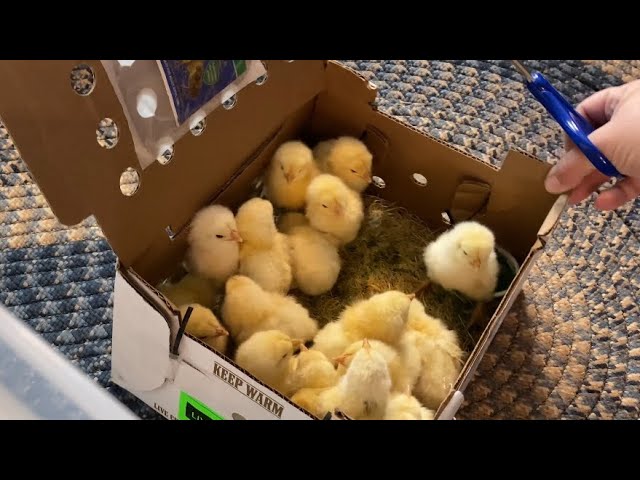 How to Keep Chicks Warm Without a Heat Lamp