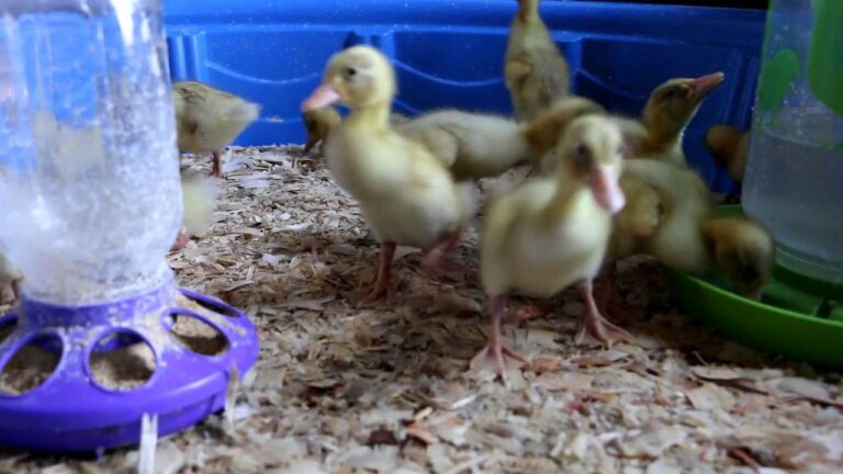 How to Keep Ducklings Warm Without a Lamp