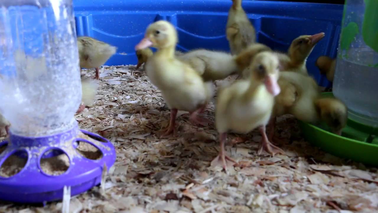How to Keep Ducklings Warm Without a Lamp