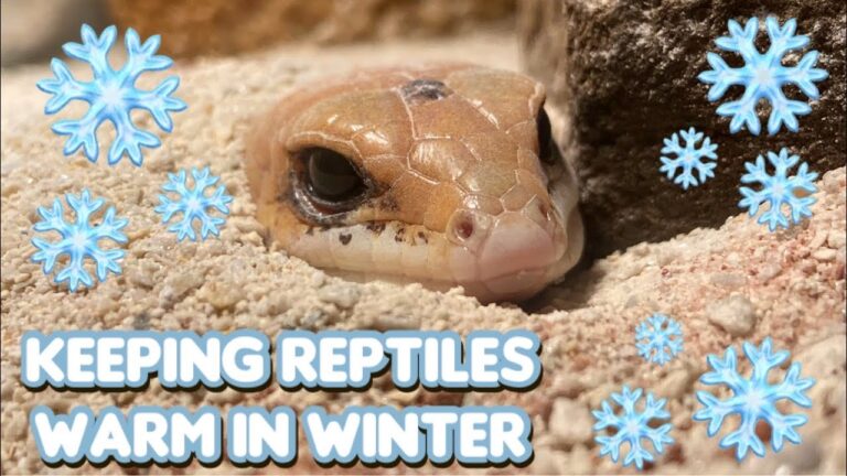 How to Keep a Lizard Warm