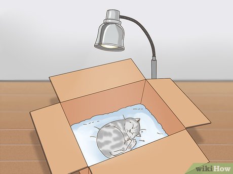 How to Use a Heat Lamp for Cats