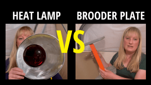brooder vs Heat lamp Get to Know Which is Right for You