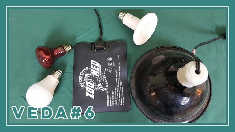 ceramic Heat lamp vs bulb Whats the Difference in 2024