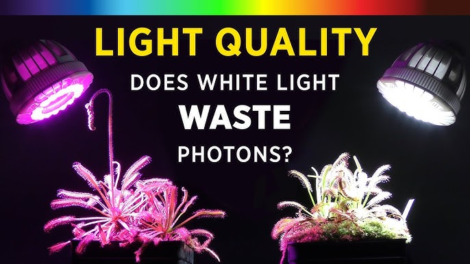 grow light vs Heat lamp Which is Better for You
