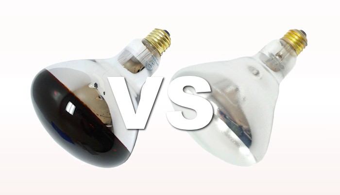 red Heat lamp vs white Which is Best in 2024