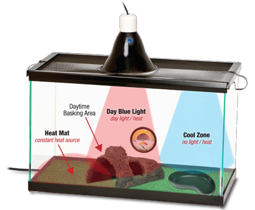 uvb light vs Heat lamp Get to Know Which is Right for You