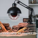 Best Heat Lamp for Leopard Gecko